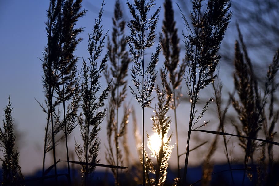 Grass, Sunset, Evening, Dark, Back Light, close, blue, evening sky HD wallpaper