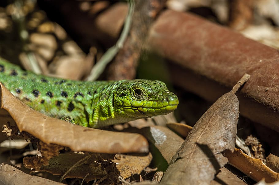 lizard, hidden, creature, waiting, reptile, lurking, animal HD wallpaper