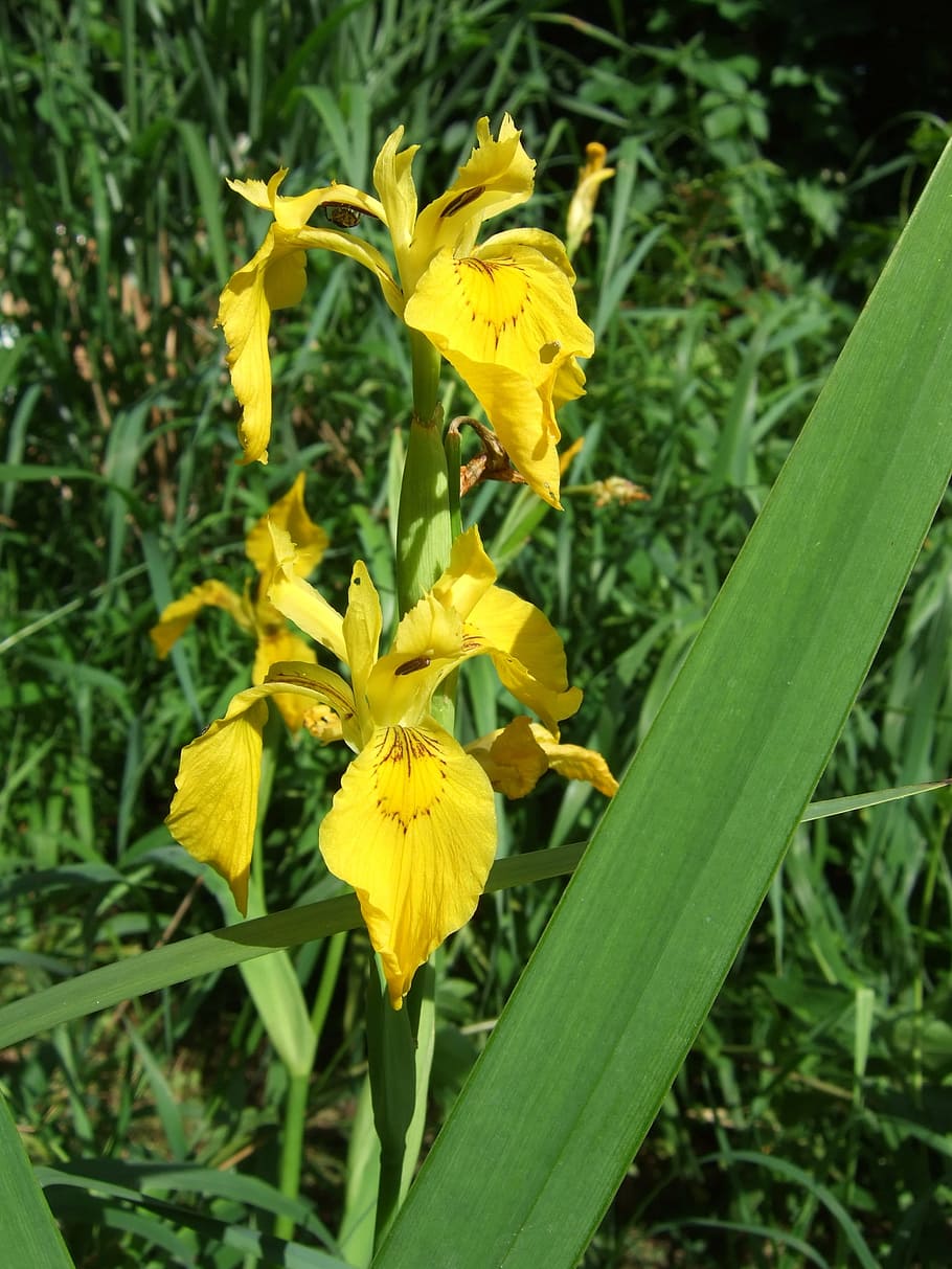 Flower, Swamp Iris, Yellow Iris, iridaceae, plant, iris pseudacorus HD wallpaper