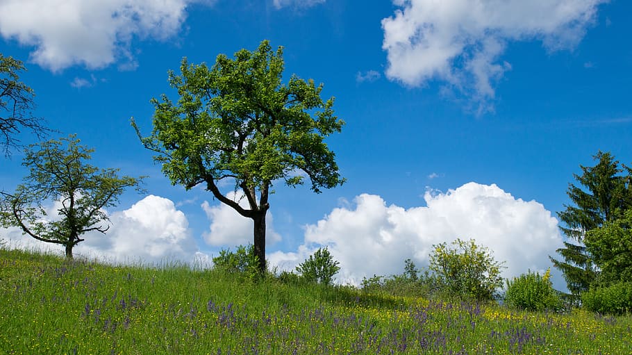 tree, nature, landscape, trees, meadow, in the green, clouds HD wallpaper