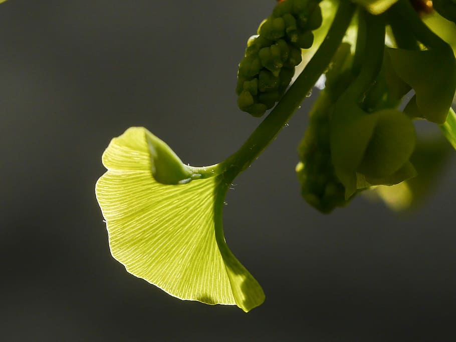 Gingko, Spring, Leaf, Sprouting, leaf sprouting, green color HD wallpaper