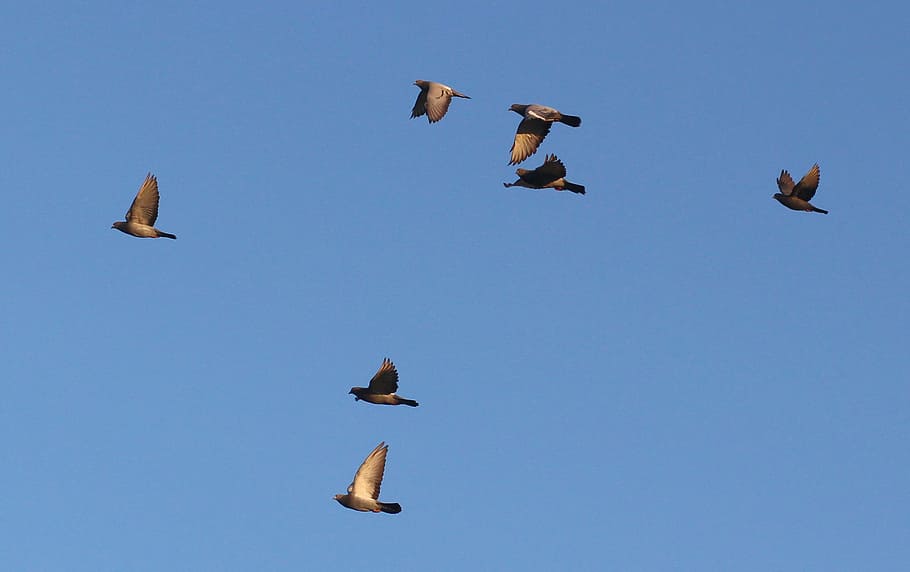 flock of birds flying under sky, flight, stol, military, outdoors HD wallpaper