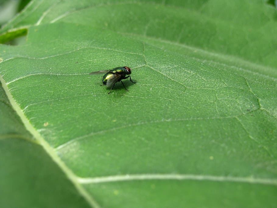 Fly, Leaf, Insect, green, green color, animal themes, animals in the wild HD wallpaper