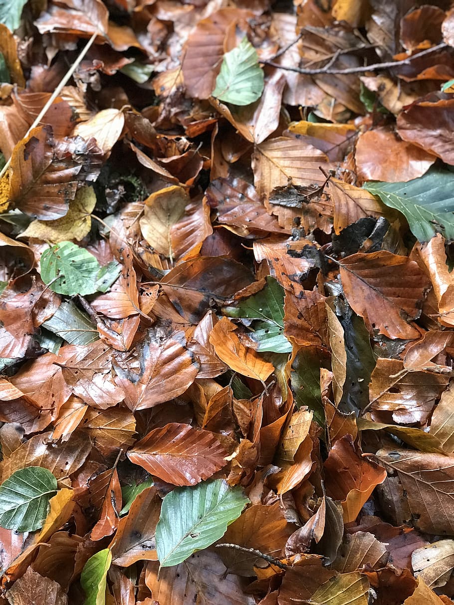 leaves, autumn, leaf, plant part, dry, full frame, backgrounds HD wallpaper