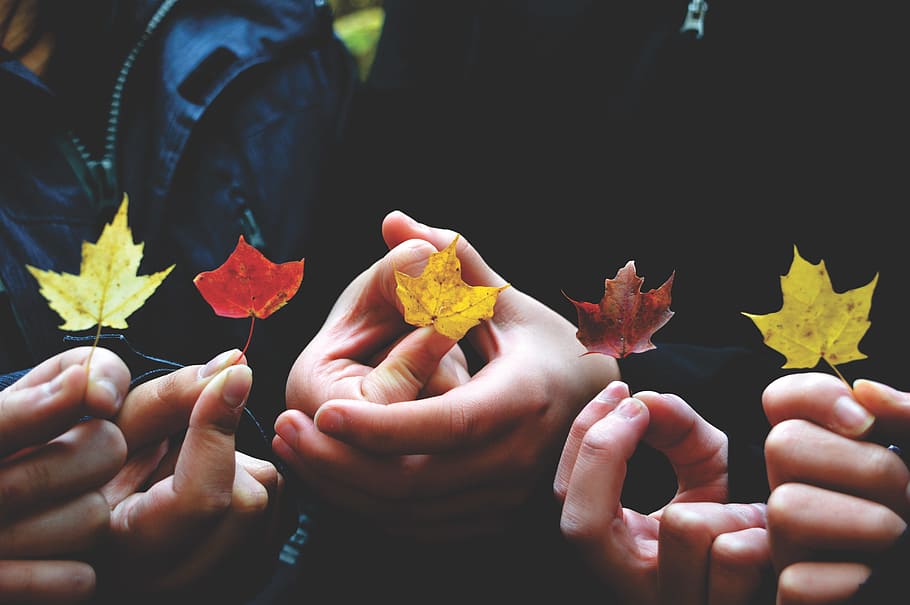 person's holding leaves during daytime, three person holding maple leaves HD wallpaper