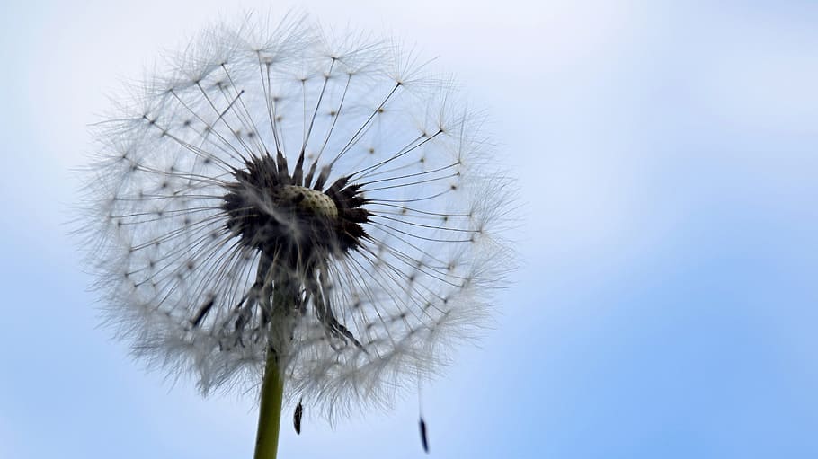 close-up photography of dandelion flower, spring, nature, pointed flower HD wallpaper