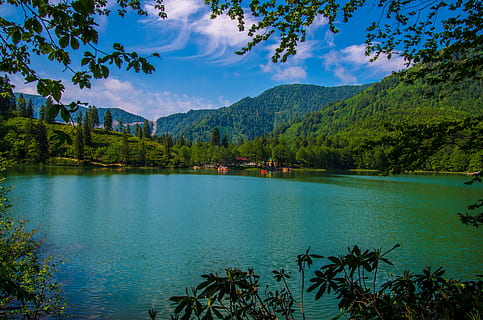 green trees beside body of water during day time, lake, forest HD wallpaper