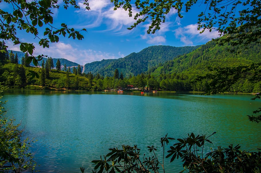 green trees beside body of water during day time, lake, forest