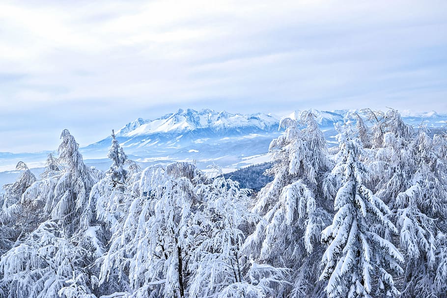aerial photo of snow-covered trees, plants, mountain, landscape HD wallpaper