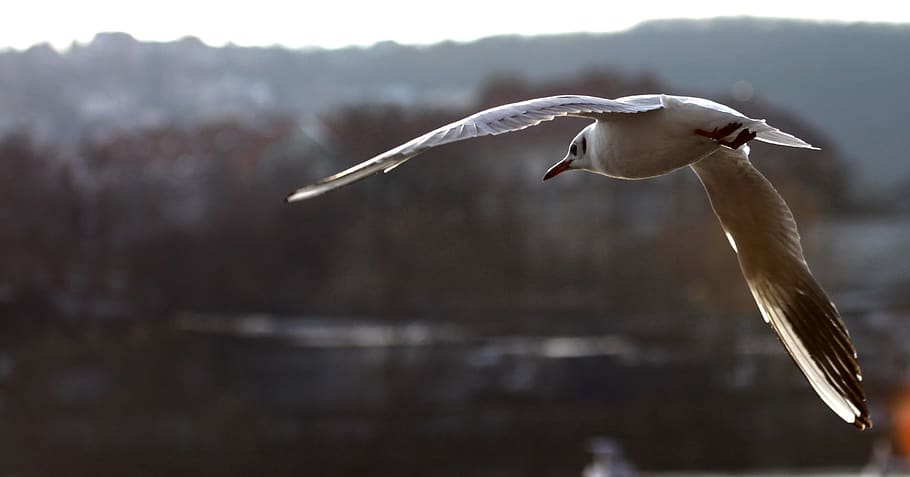 the seagull, backlight, smichov, vertebrate, spread wings, bird HD wallpaper