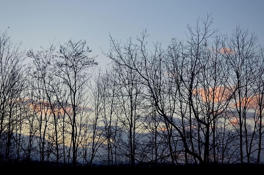 Forest, Winter, Nature, Tree, Landscape, bare shaft, winter landscape HD wallpaper