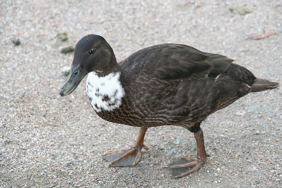 duck, mallard, bird, walking, brown, anas platyrhynchos, animal HD wallpaper