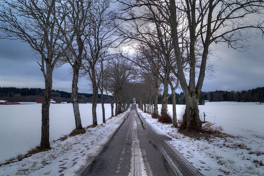 Avenue, Tree, Snow, Winter, Darkness, tunnel, dark sky, road HD wallpaper
