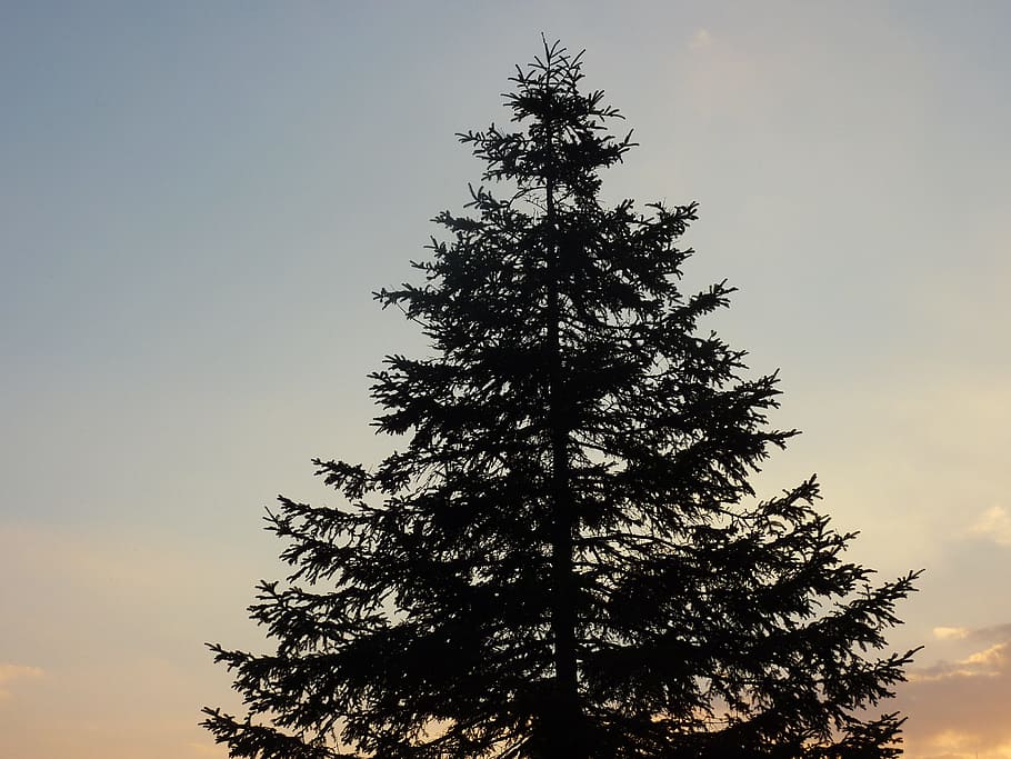 Tree, View, sky, pine tree, nature, sunset, outdoors, scenics HD wallpaper
