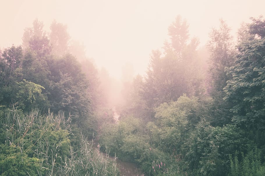 Forest photography, nature, trees, foliage, environment, green HD wallpaper