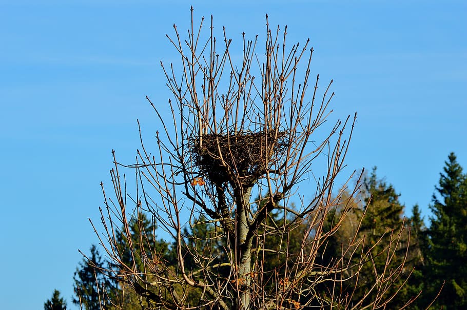 nest, storchennest, hatchery, stork, bird, breed, tree, autumn