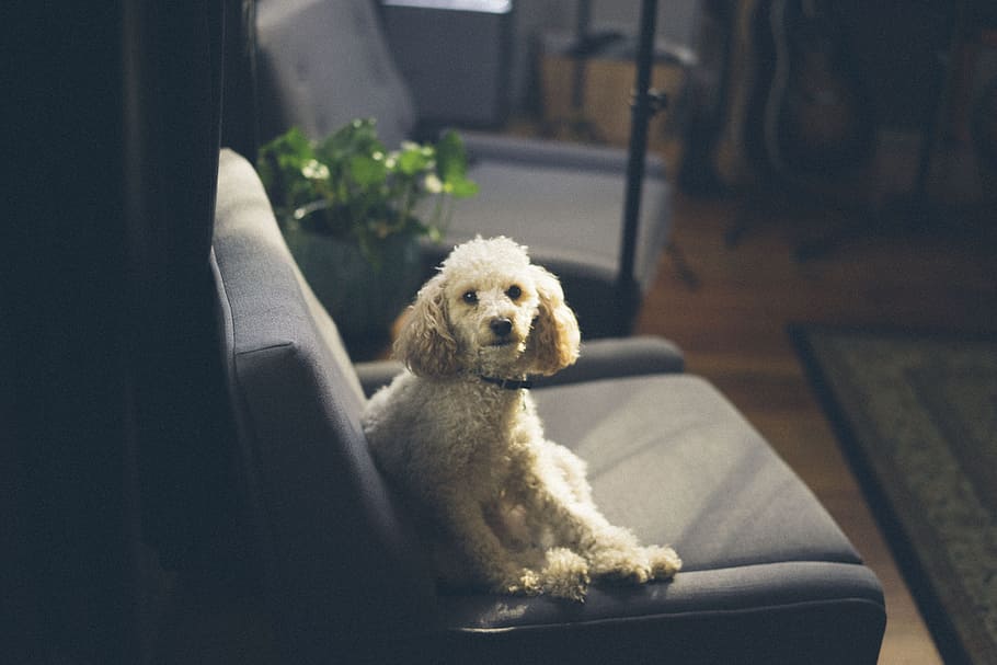 white toy poodle sits on gray suede chair, dog, puppy, animal, HD wallpaper