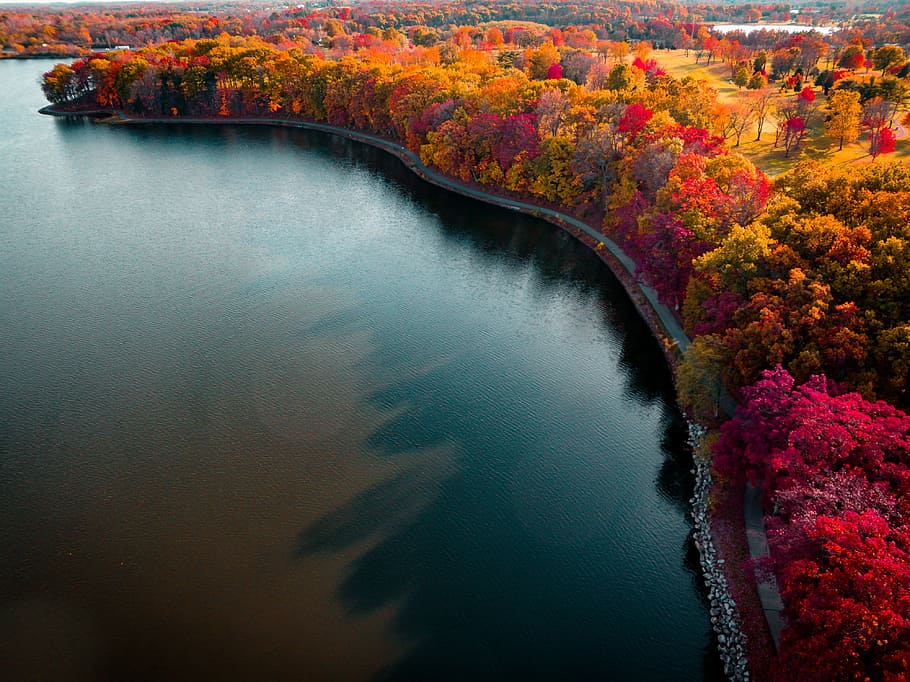 aerial view photography of body of water, aerial photography of brown trees beside water HD wallpaper