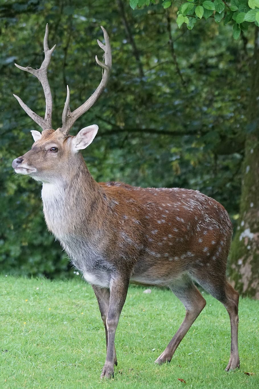 photo of brown deer standing on green grass, sika deer, hirsch