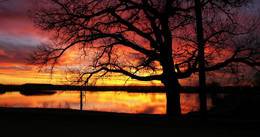 sunsets, silhouettes, trees, black, darkness, orange, sky, water HD wallpaper