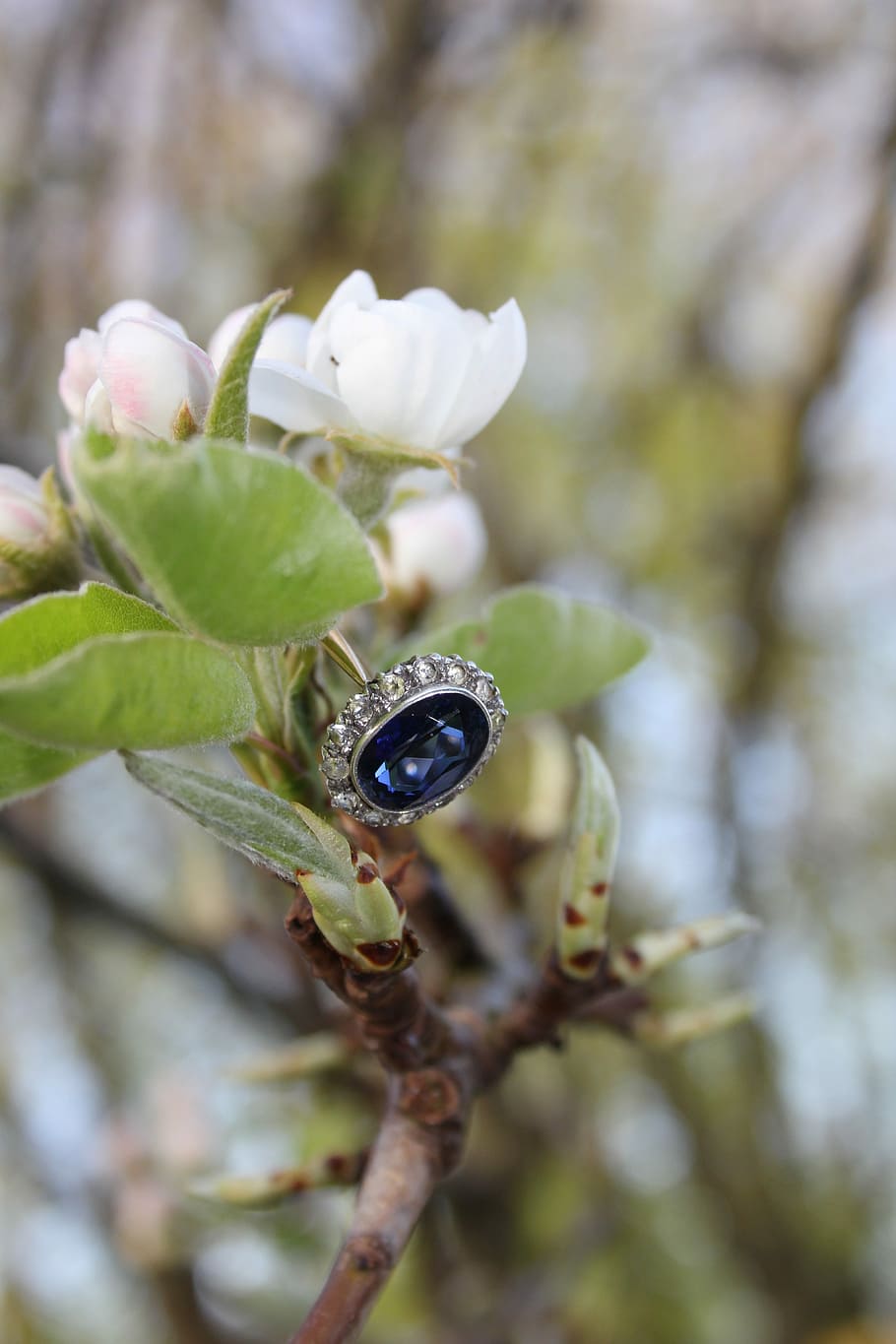 nature, flora, tree, leaf, outdoors, ring, plant, growth, close-up HD wallpaper
