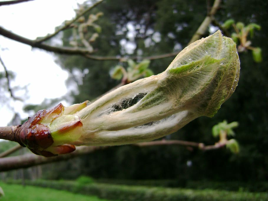 nature, bloom, plants, green, food, freshness, focus on foreground HD wallpaper
