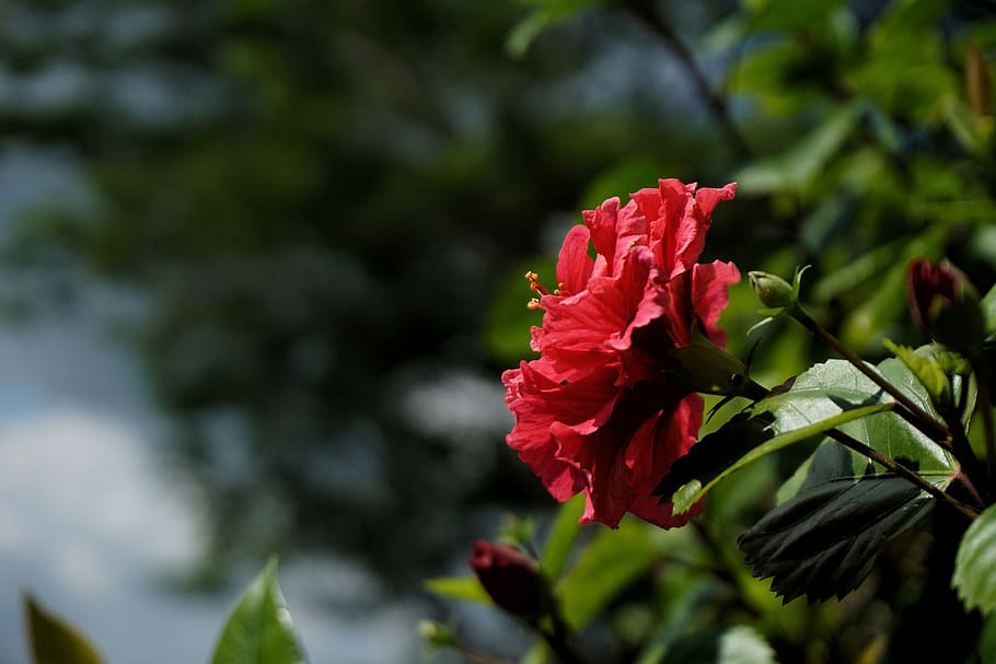 flower, hibiscus, red, macro, flowering plant, beauty in nature HD wallpaper