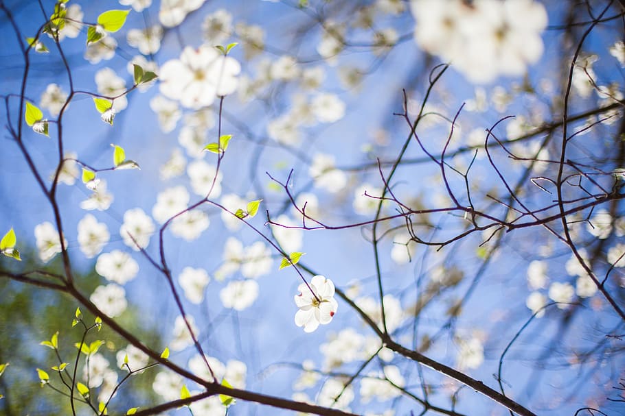 branches, flora, flowers, tree, plant, flowering plant, freshness HD wallpaper