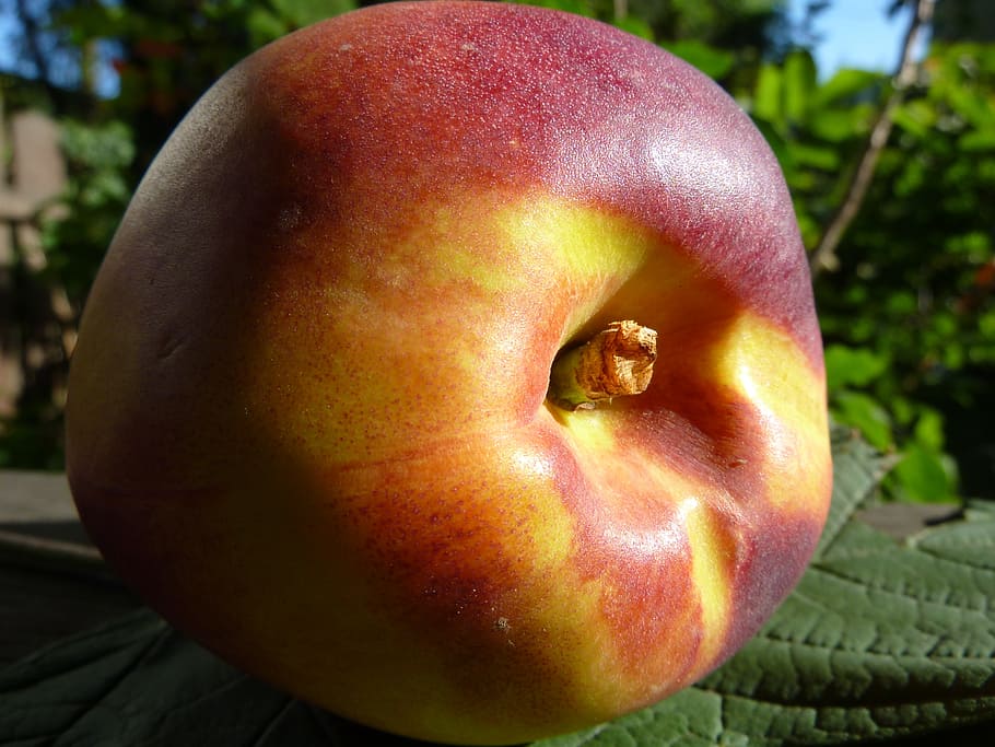 nectarine, peach, fruit, food, red, fruits, delicious, juicy HD wallpaper