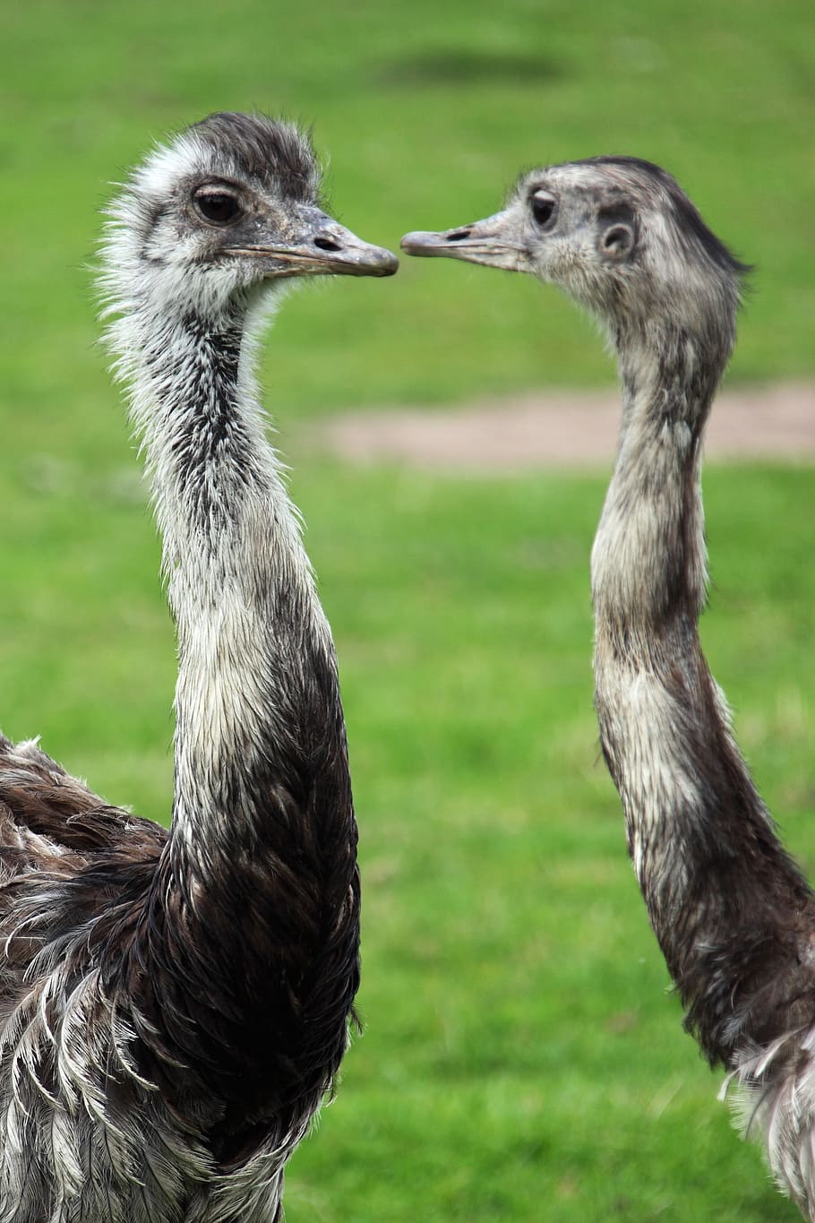 Animal, Background, Beak, Bird, Eye, feather, feathers, head HD wallpaper