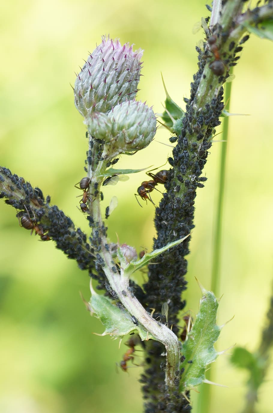 aphids, thistle, lice, infestation, ill, ants, forest, nature