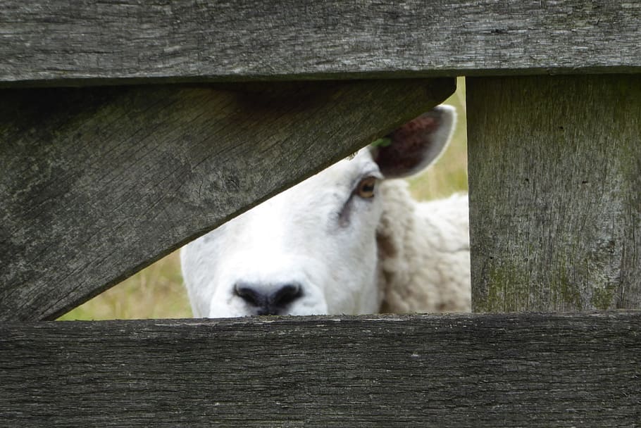 Sheep, Peekaboo, Pasture, Curious, farm, animal, livestock, HD wallpaper