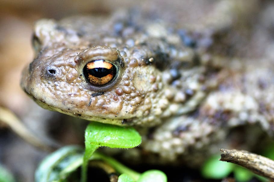 toad, general, bufo bufo, amphibian, blisters, spring, frog HD wallpaper