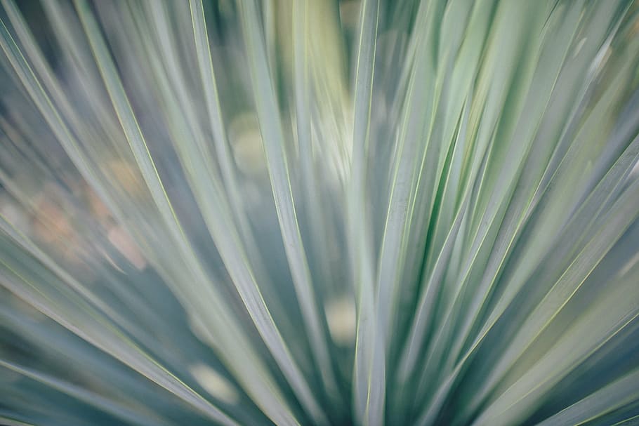 abstract, blur, bright, flare, flash, futuristic, glare, growth HD wallpaper