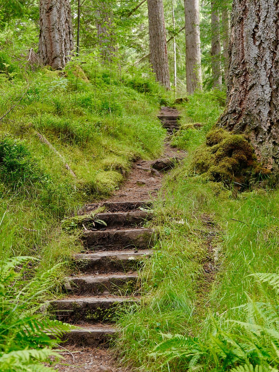 concrete stairs inside forest at daytime, steps, trees, wood HD wallpaper