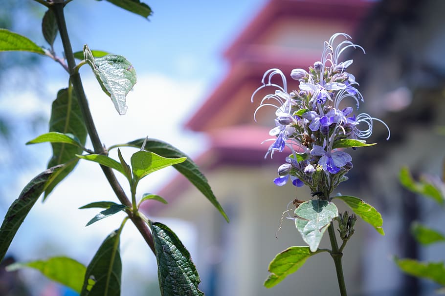 flower, flora, nature, spring, summer, plant, natural, garden HD wallpaper