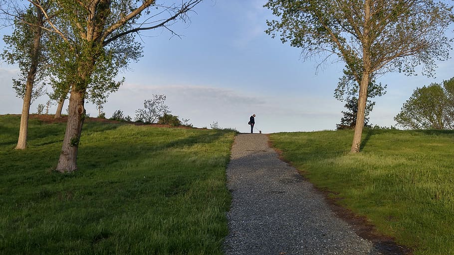Walk, Dog, Park, Path, Man, Walking, walking dog, pet, animal HD wallpaper