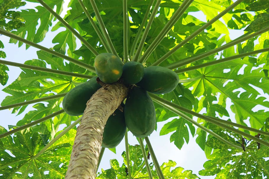tree, plant, papaya, green, leaves, nature, outbreak, fruit HD wallpaper