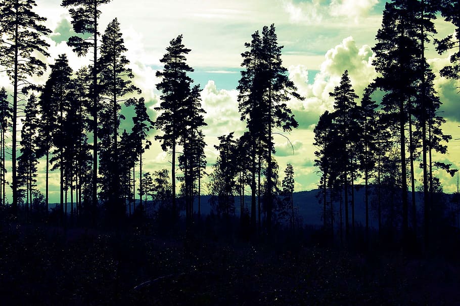 Sweden, Trees, Nature, Forest, Outdoors, pine tree, no people HD wallpaper