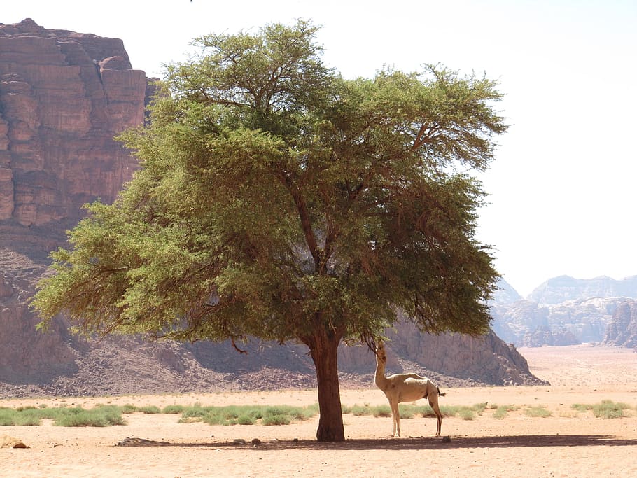 Jordan, Desert, Nature, Tree, Camel, food, leaves, animal, one animal HD wallpaper