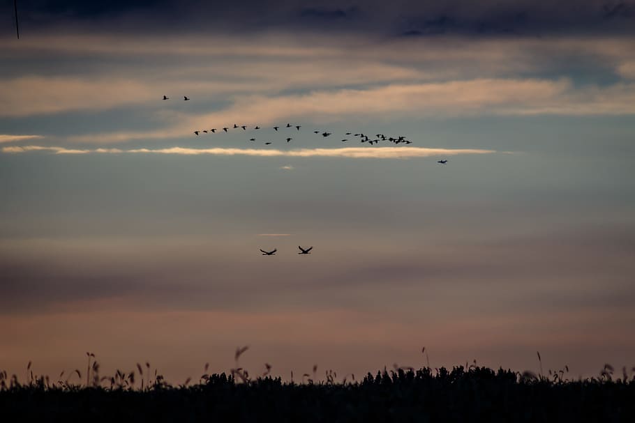 birds, cranes, nature, fly, migratory birds, wing, sunset, animal HD wallpaper