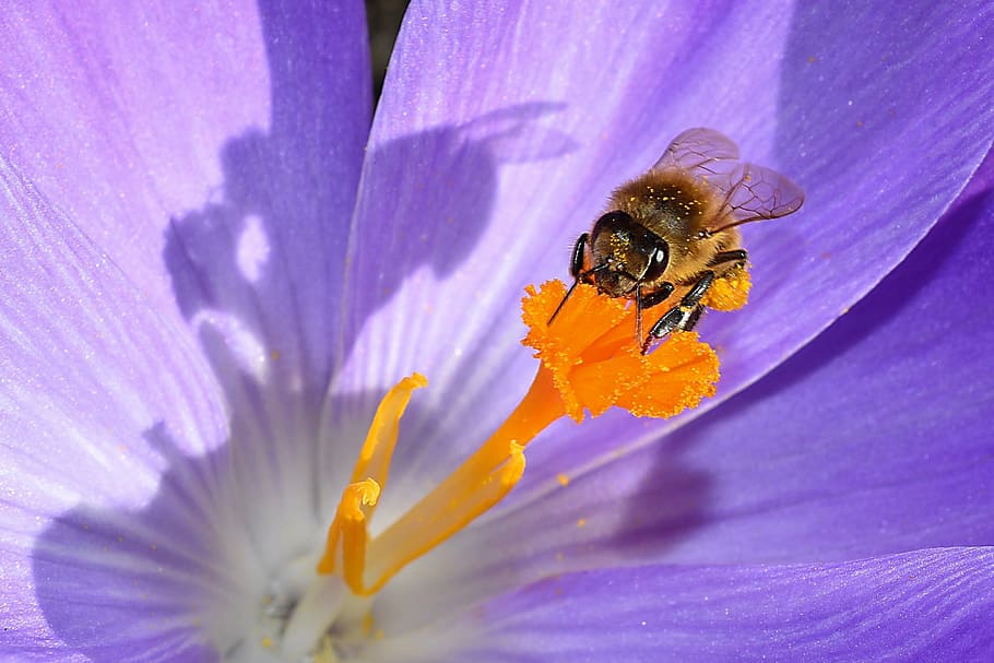 bumble bee on orange flower bud, blossom, bloom, stamp, insect HD wallpaper