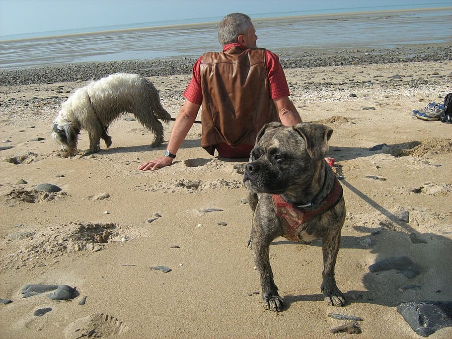 break, beach, man, dogs, mood, relaxation, holiday, rest, nature HD wallpaper