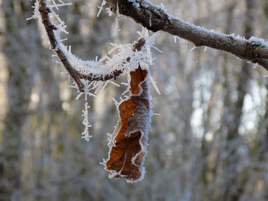 frost, cold, frozen, oak leaf, nature, cold temperature, winter HD wallpaper