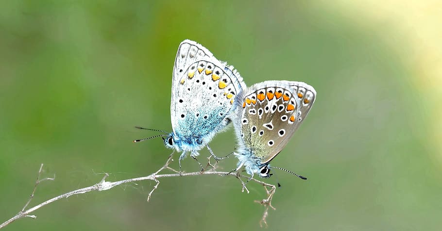 two multicolored butterflies perching on branch, insect, nature HD wallpaper