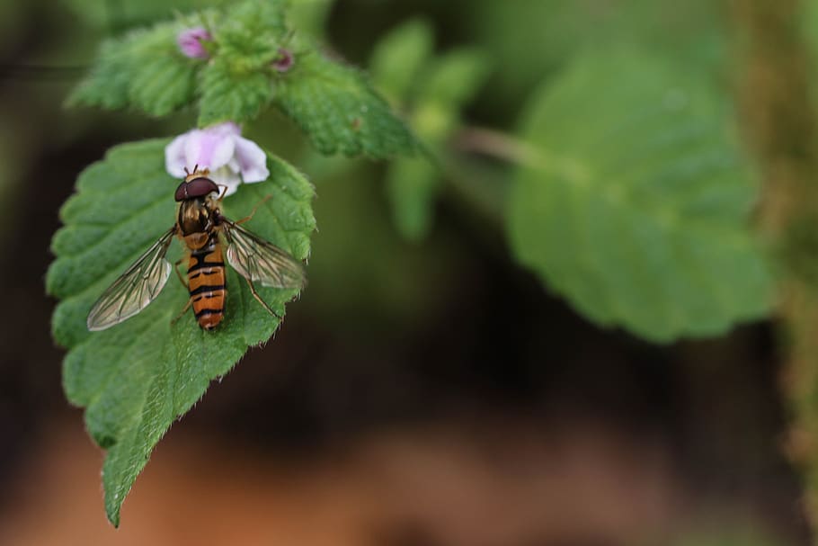 insect, leaf, plant, summer, plant part, animal wildlife, invertebrate HD wallpaper