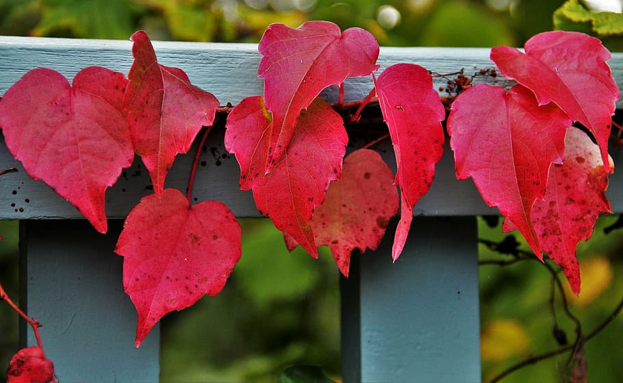red vines on gray wooden fence, reddish autumn leaves, wine partner
