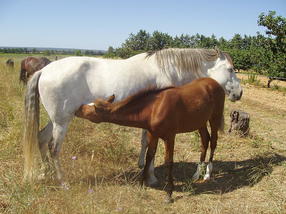 Mare, Horses, Foal, Animals, broodmare, livestock, domestic animals HD wallpaper