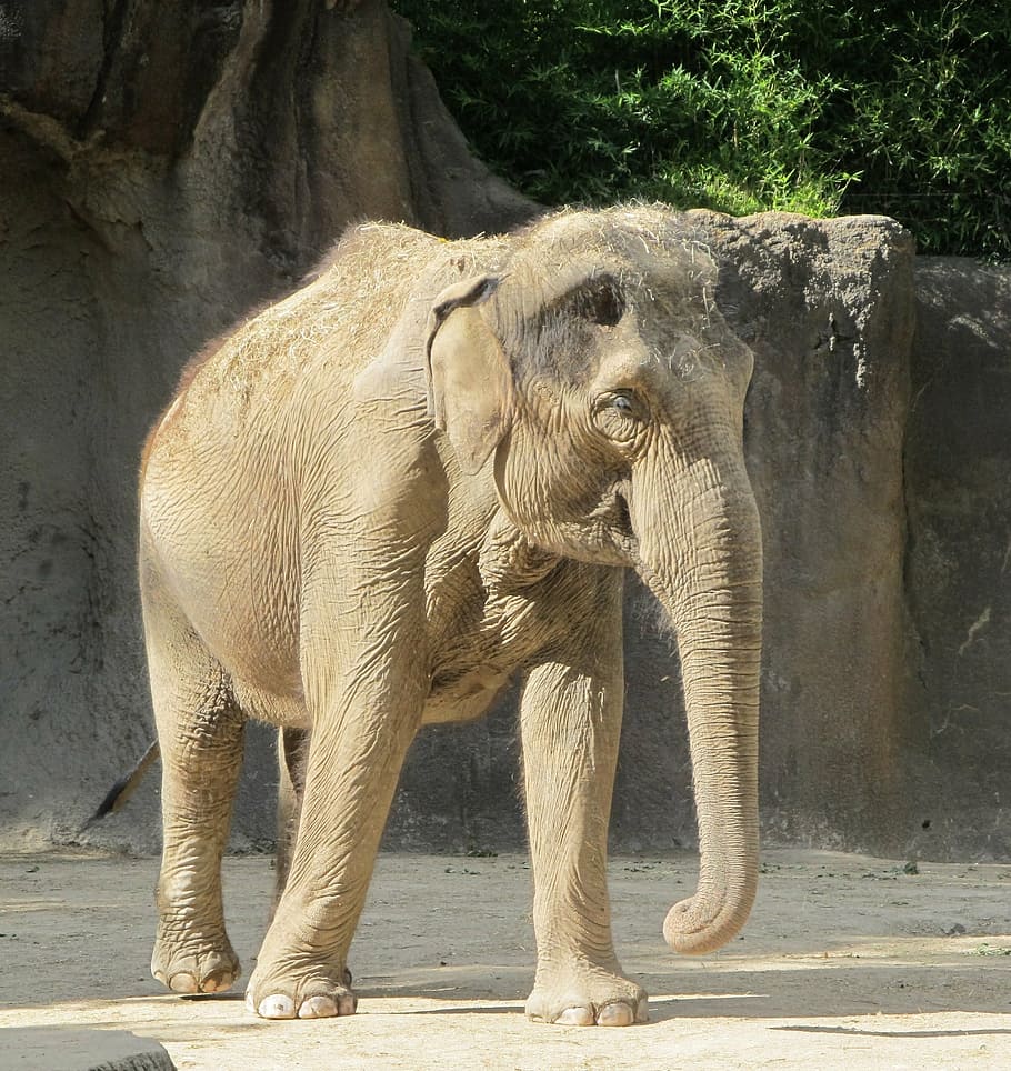 elephant standing near green leaf tree during daytime, zoo HD wallpaper