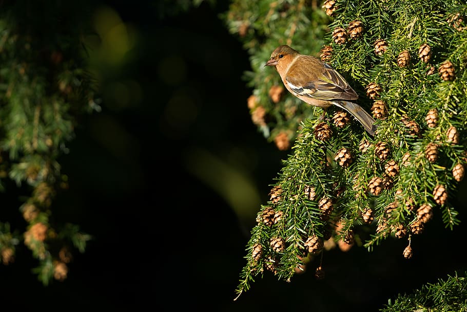 focus photography of small brown bird on the leaves, brown bird on green tree during daytime HD wallpaper